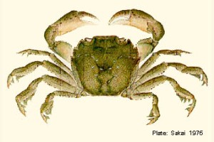 Species Image