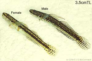 Species Image